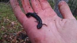 Image of Klamath Black Salamander