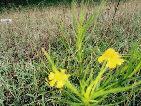 Image of Yellowdicks