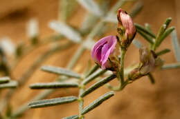 صورة Astragalus ceramicus Sheldon