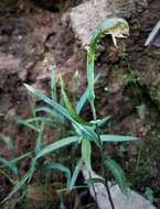 Image of Smooth leafy greenhood