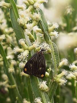 Image of Polypoetes obtusa Walker 1856