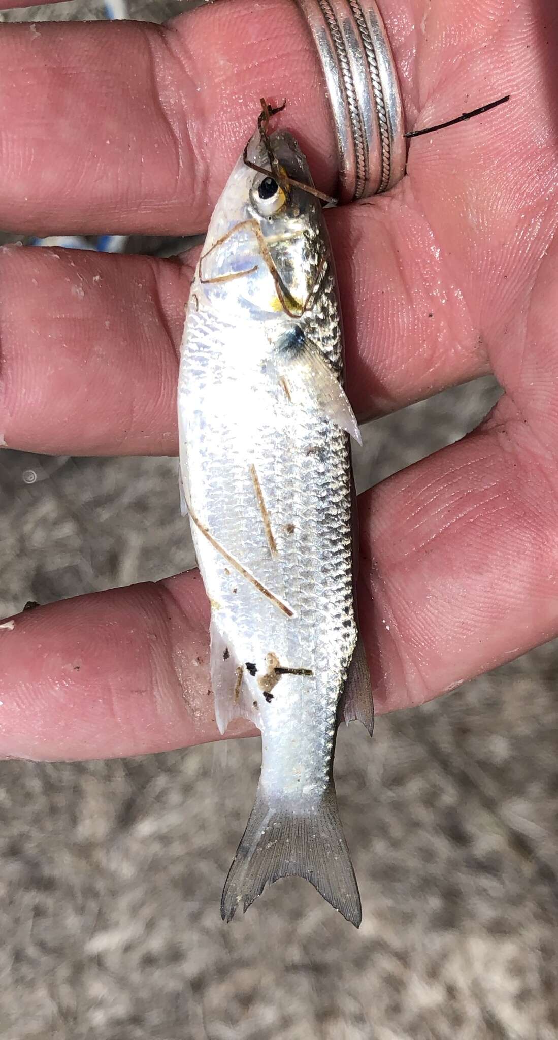 Image of Blueback Mullet