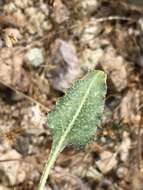 Image of Weston's buckwheat