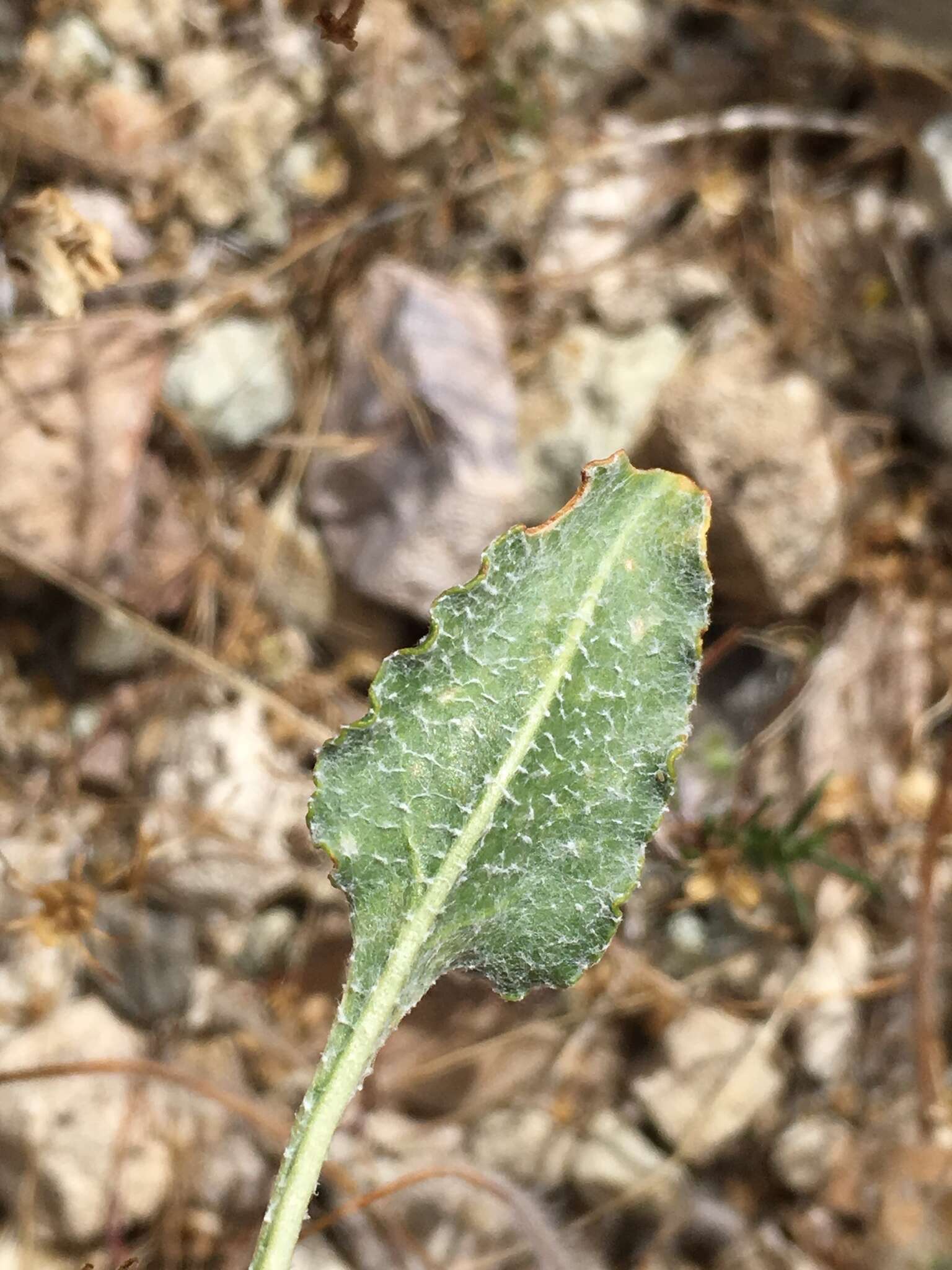 Image of Weston's buckwheat