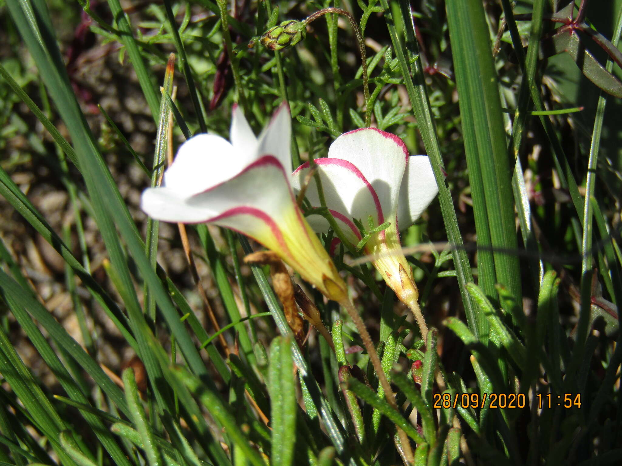 Image of Oxalis versicolor L.