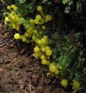 Image of Hygrocybe sulfurea (G. Stev.) Boertm. 2002