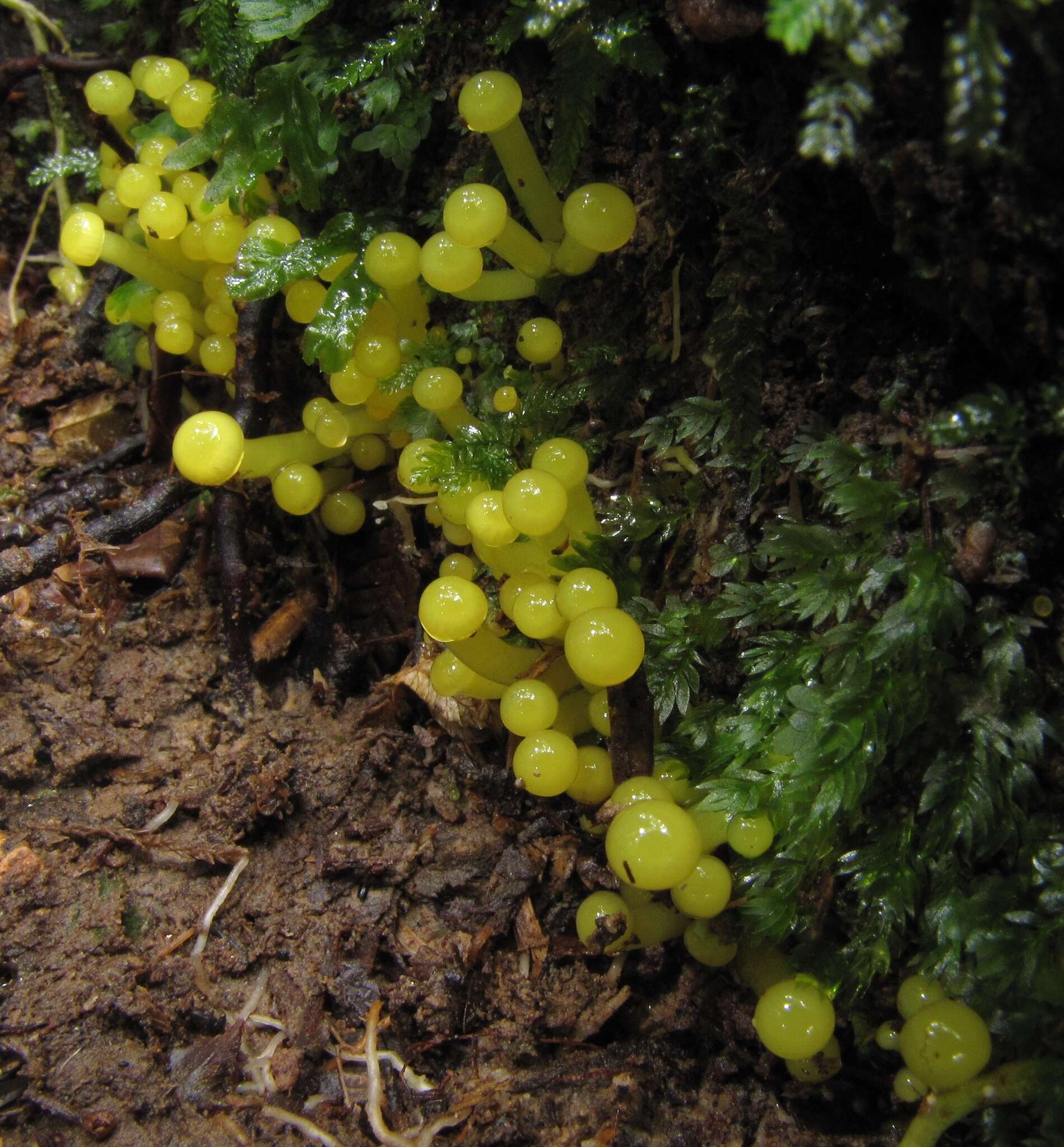 Sivun Hygrocybe sulfurea (G. Stev.) Boertm. 2002 kuva