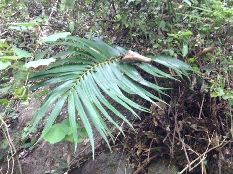 Image of Cycad