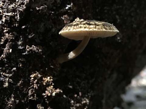 Image de Pluteus readiarum G. Stev. 1962