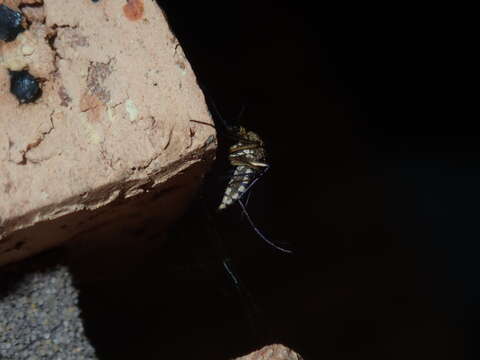 Imagem de Aedes imperfectus Dobrotworsky 1962