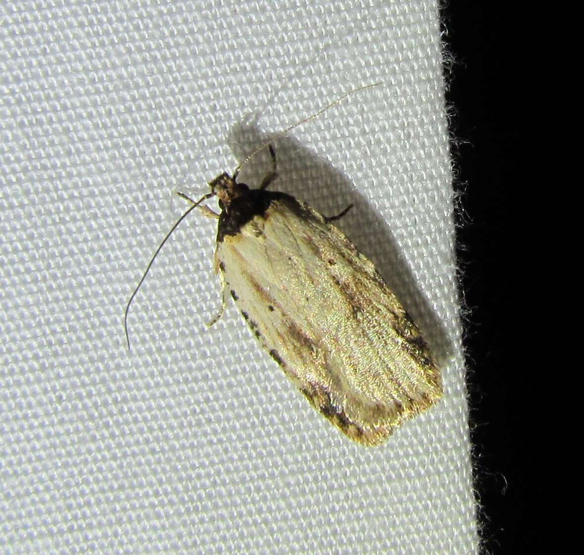 Image de Agonopterix atrodorsella Clemens 1863