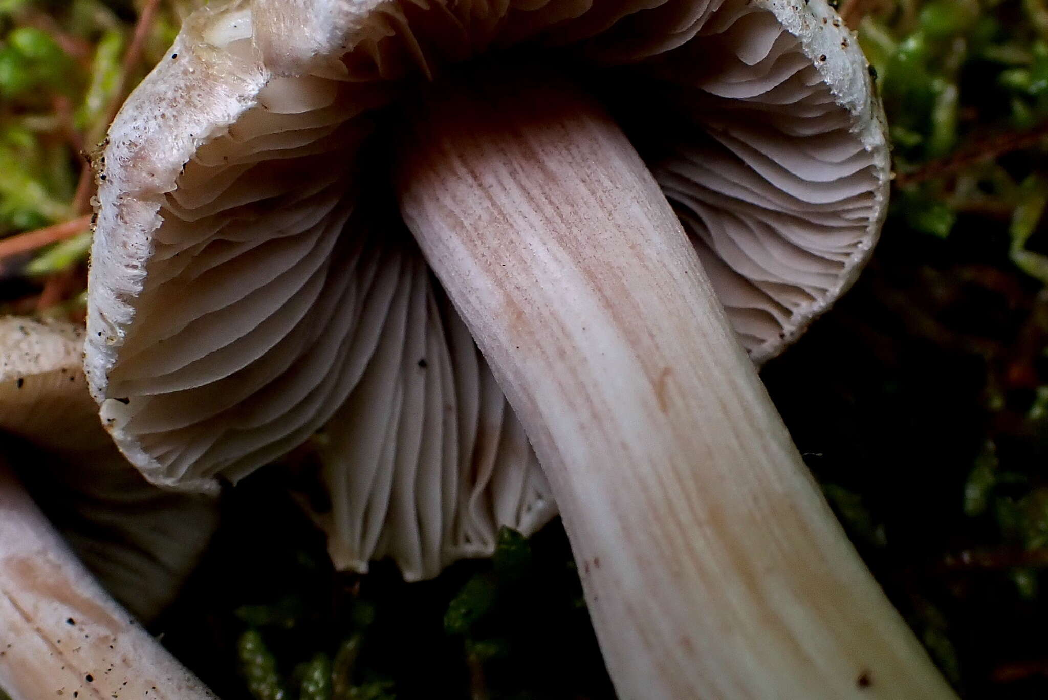 Plancia ëd Inocybe acriolens Grund & D. E. Stuntz 1975