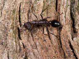 Image of Myrmecia forficata (Fabricius 1787)