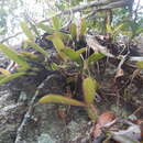 Image of Bulbophyllum bicoloratum Schltr.