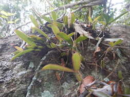 Image de Bulbophyllum bicoloratum Schltr.