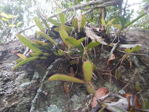 Image de Bulbophyllum bicoloratum Schltr.