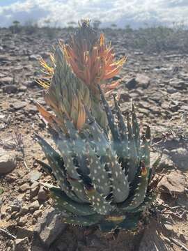 Image of Aloe longistyla Baker