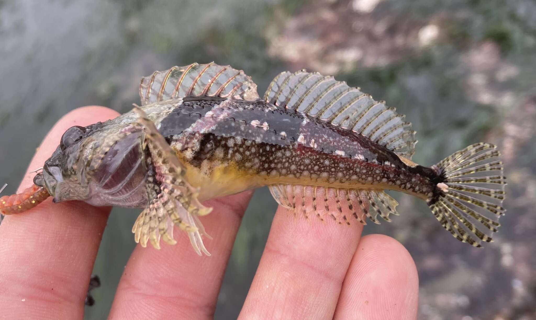 Image of Round-nosed sculpin