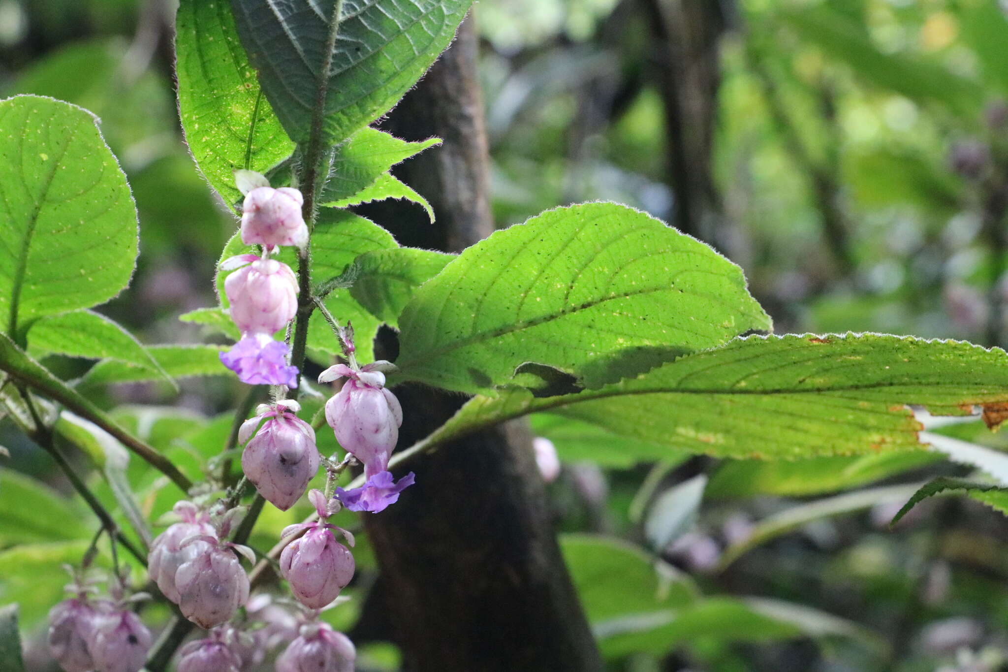 صورة Strobilanthes lupulina T. Anders.