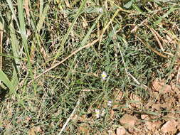 Слика од Symphyotrichum subulatum var. ligulatum S. D. Sundberg