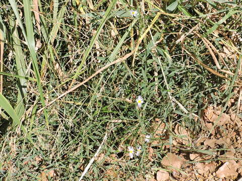 Image of Lawn American-Aster