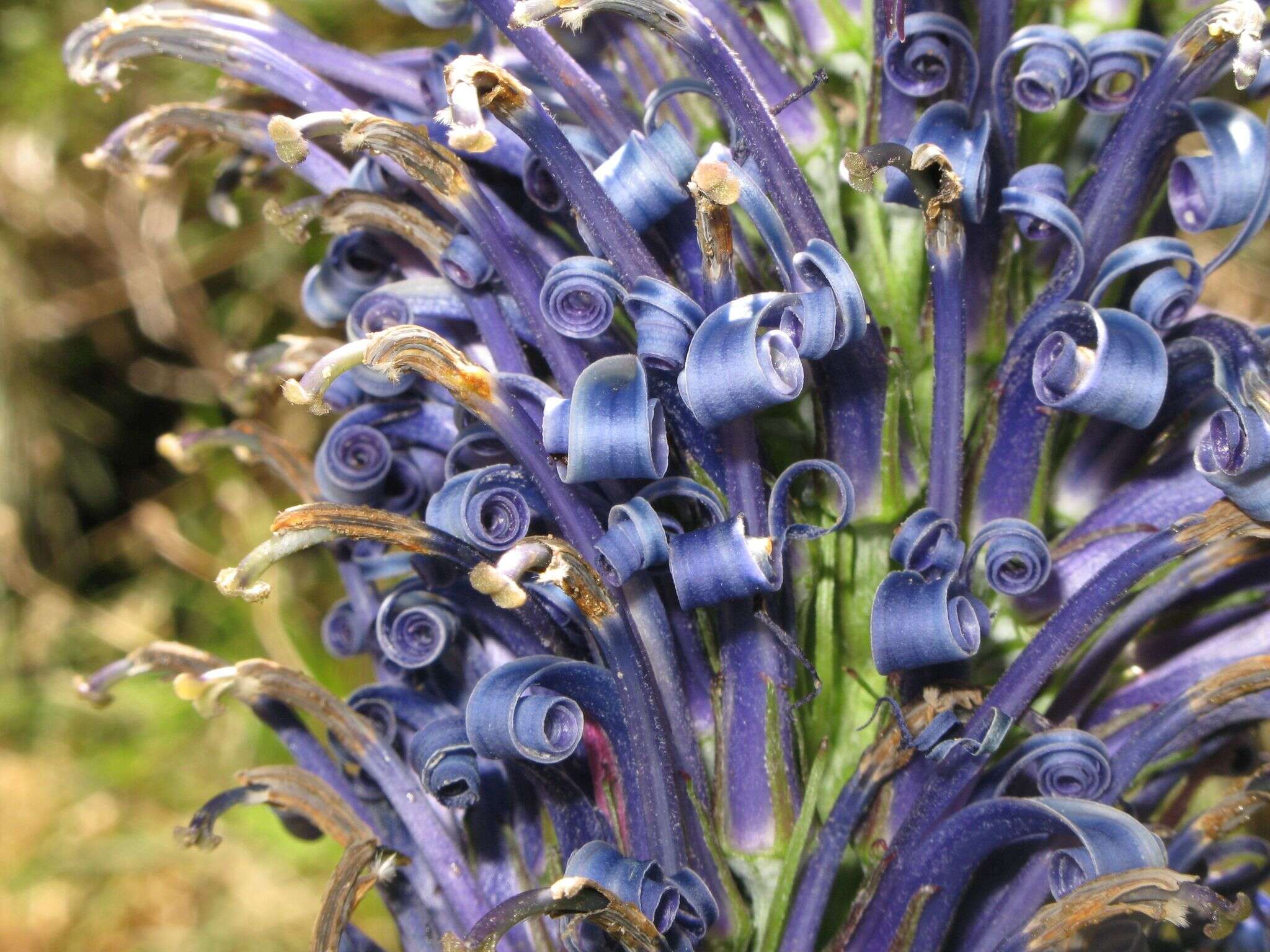 Imagem de Lobelia hypoleuca Hillebr.