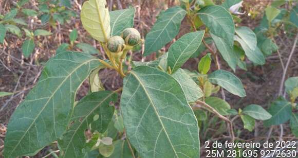 Слика од Solanum paludosum Moric.