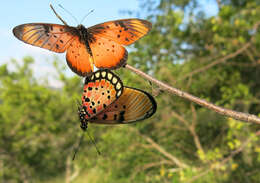 Image de Acraea natalica Boisduval 1847