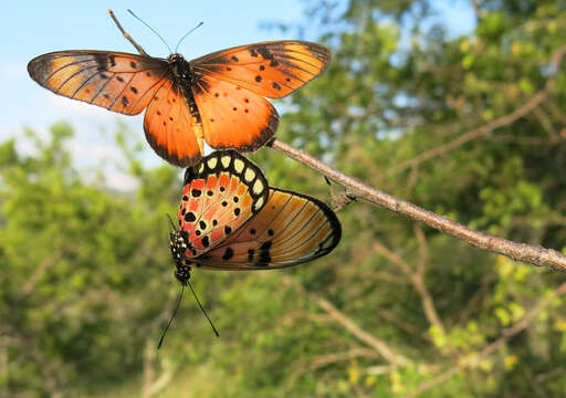 Слика од Acraea natalica Boisduval 1847