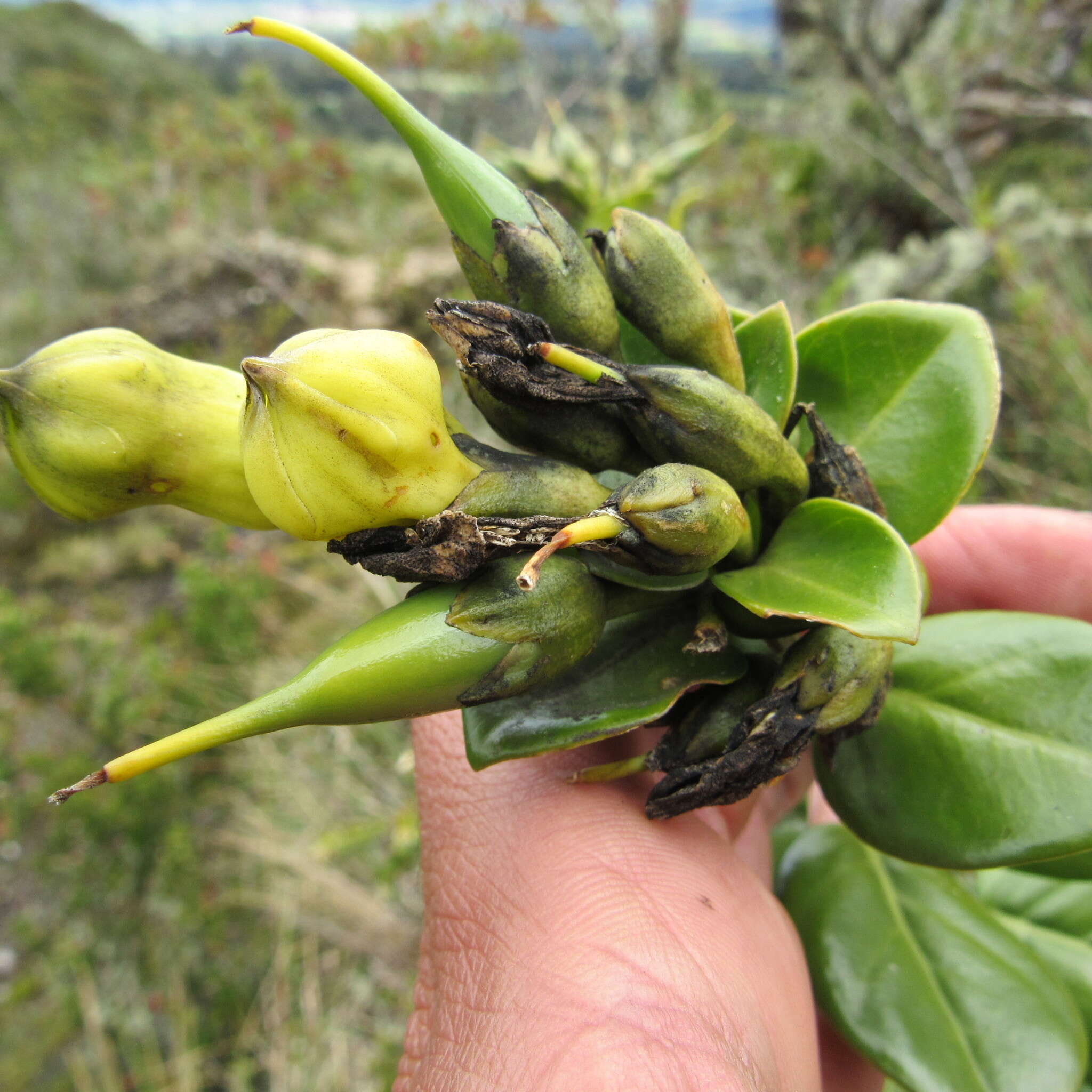 Macrocarpaea glabra (L. fil.) Gilg resmi