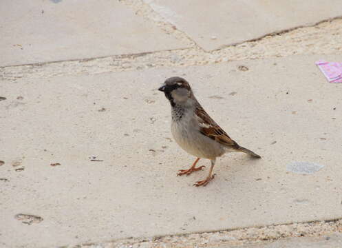 Image of Passer domesticus biblicus Hartert 1904