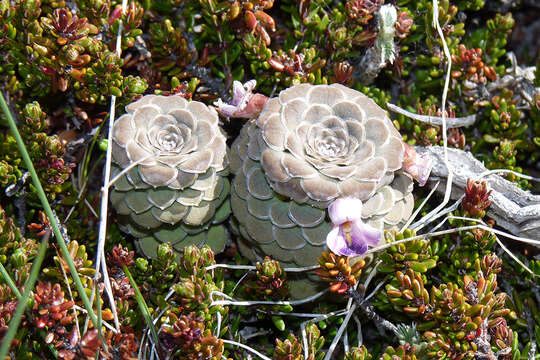 Imagem de Viola columnaris Skottsb.