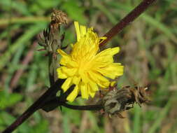 Image of hawkweed oxtongue