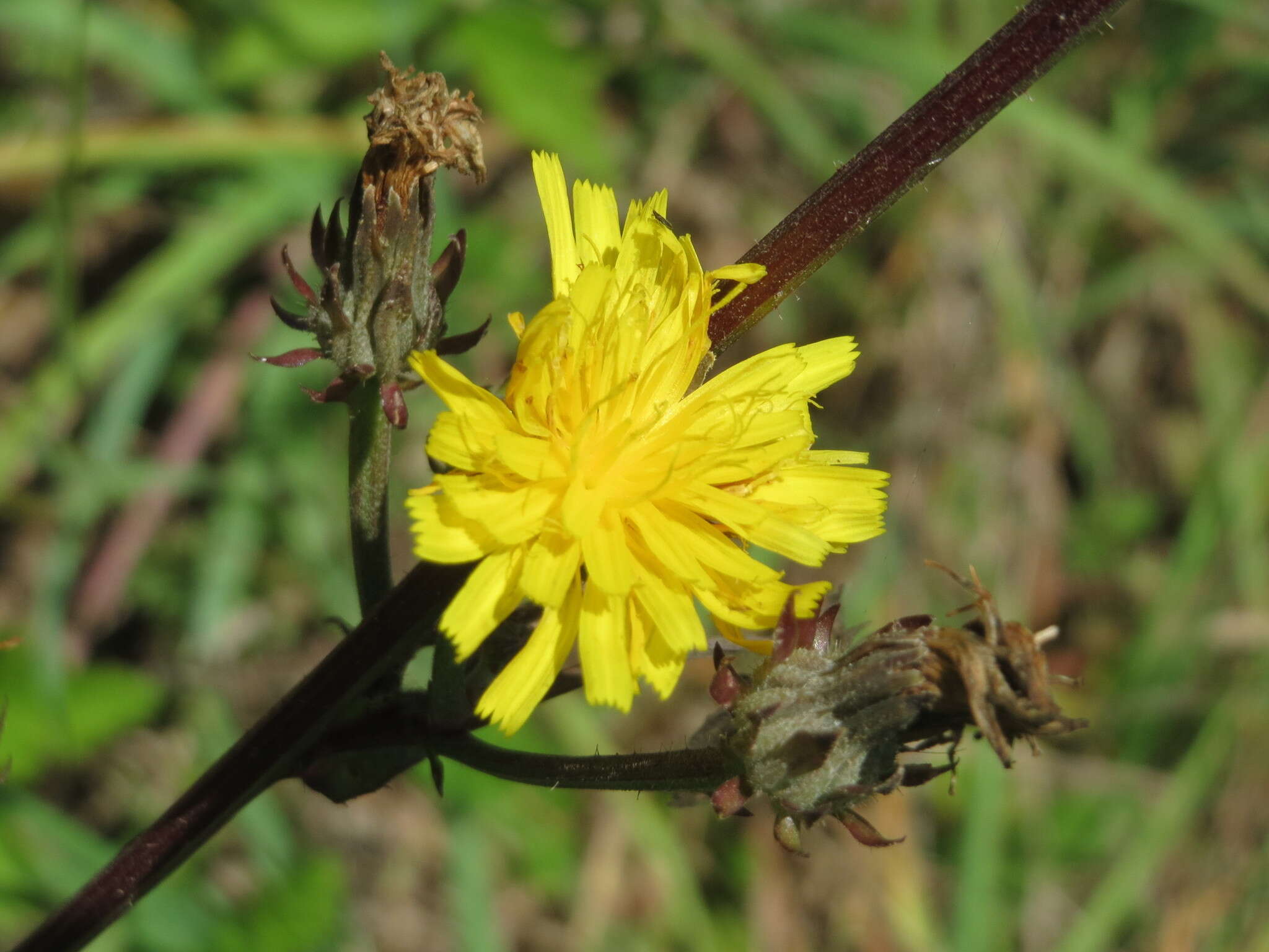 Image of hawkweed oxtongue