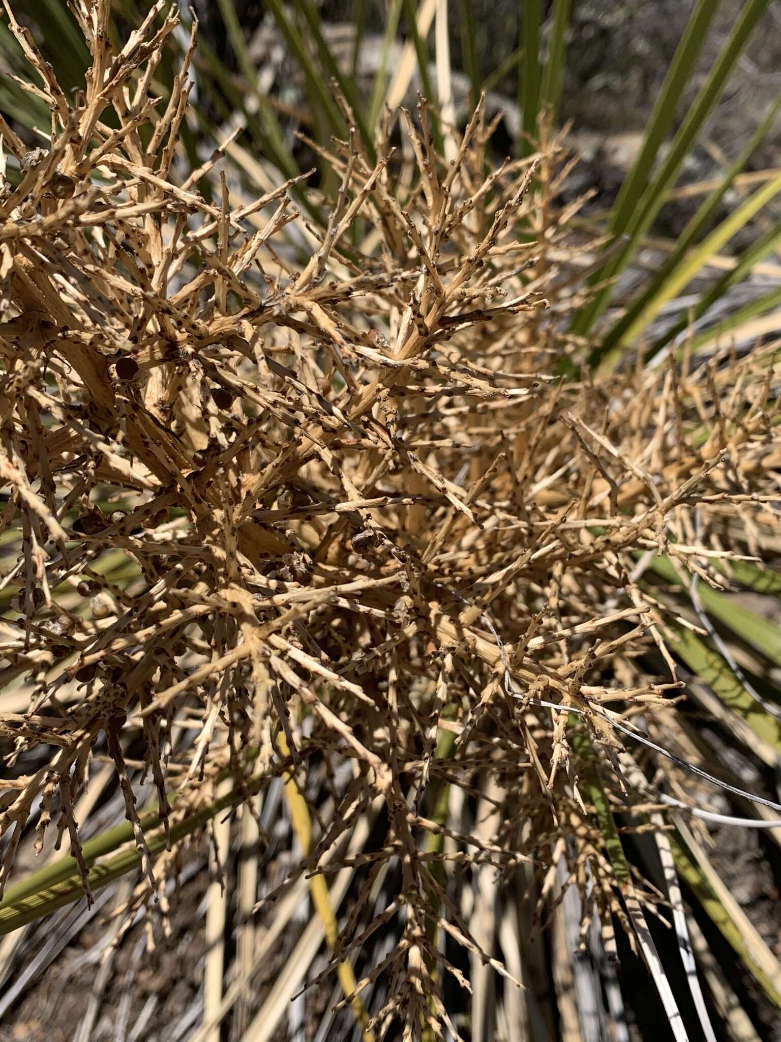 Image of foothill beargrass