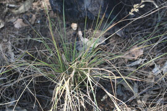 Plancia ëd Eriachne pauciflora W. Fitzg.