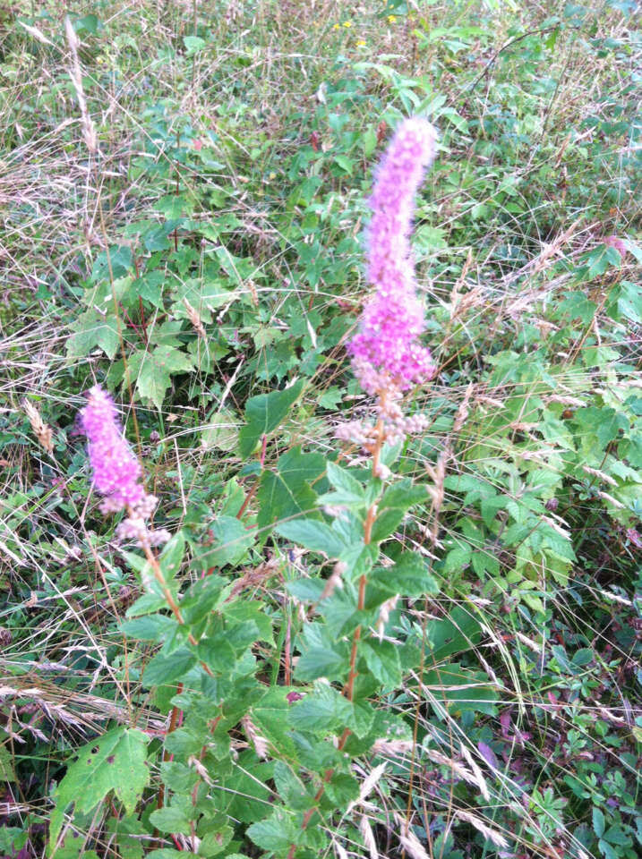 Spiraea tomentosa L.的圖片