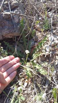 صورة Valerianella pumila (L.) DC.