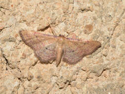 Image of Idaea infirmaria Rambur 1833