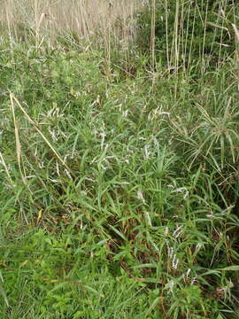 Image of Persicaria madagascariensis (Meisn.) S. Ortiz & J. A. R. Paiva