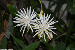 Image of Nightblooming Cactus