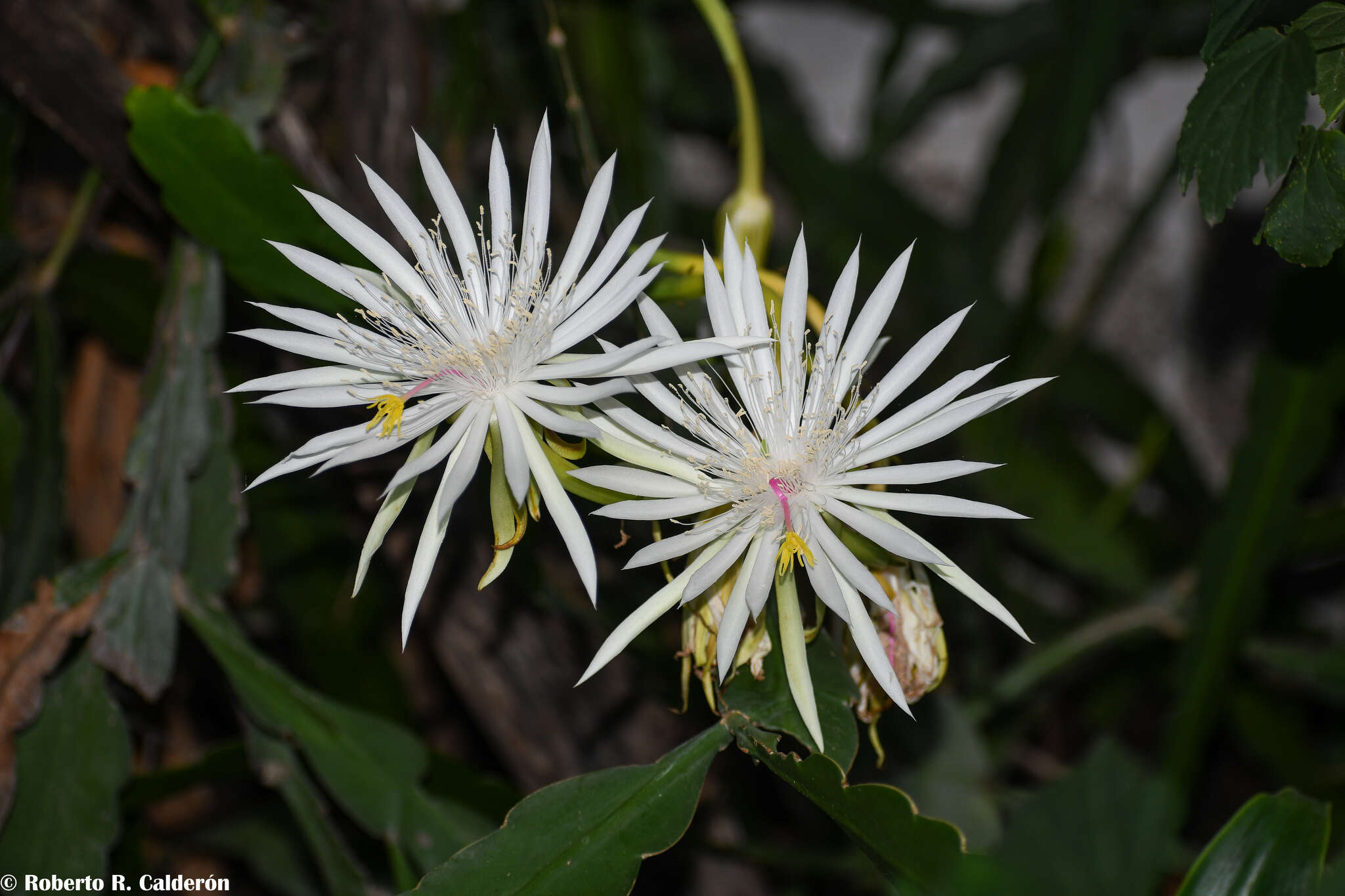 Image of Nightblooming Cactus