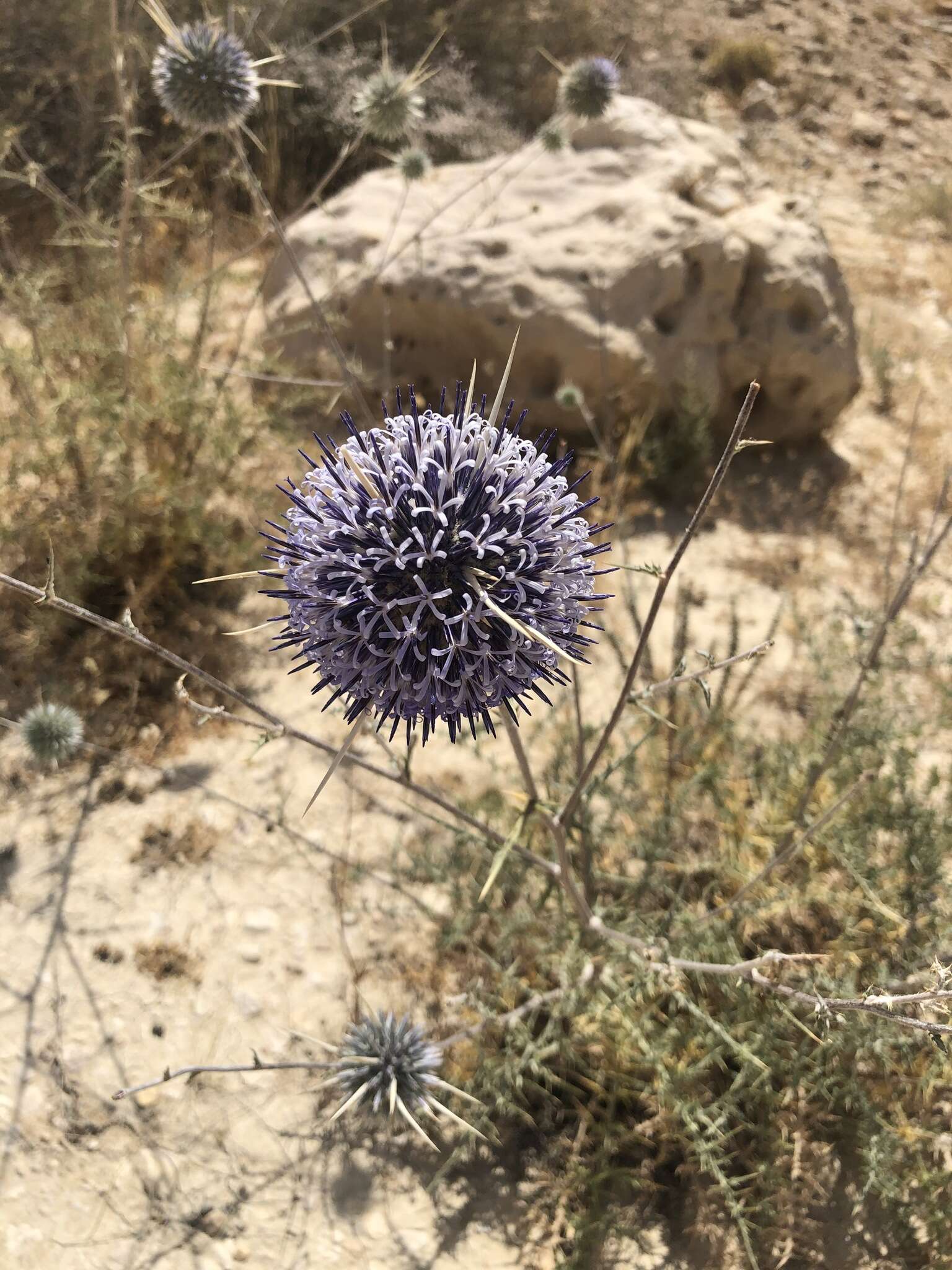 Image of Echinops polyceras Boiss.