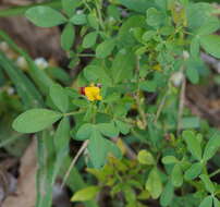 Crotalaria goreensis Guill. & Perr. resmi