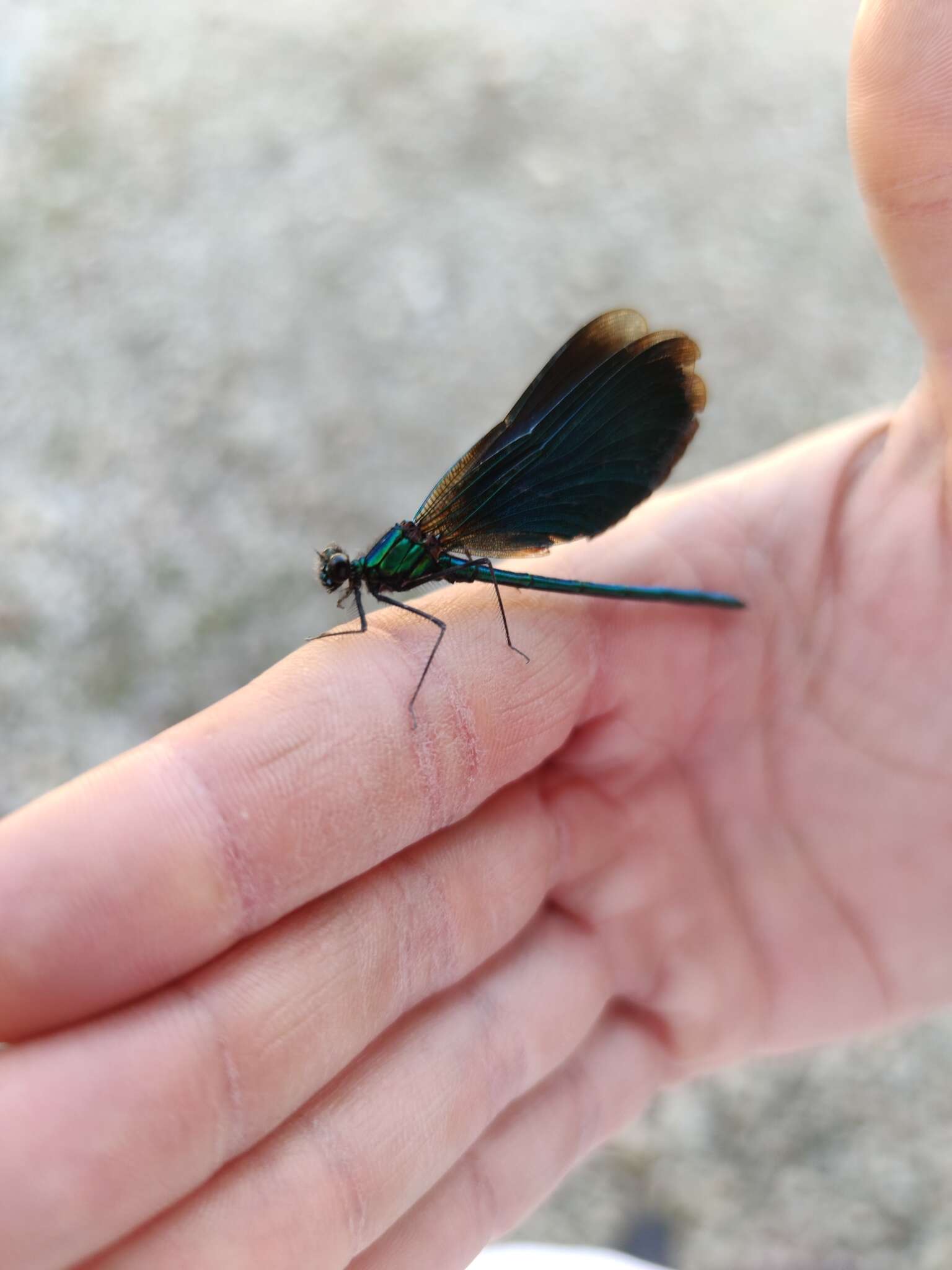 Image of Calopteryx virgo virgo