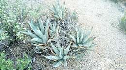 صورة Agave cerulata subsp. nelsonii (Trel.) Gentry