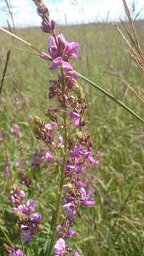 Image of showy ticktrefoil