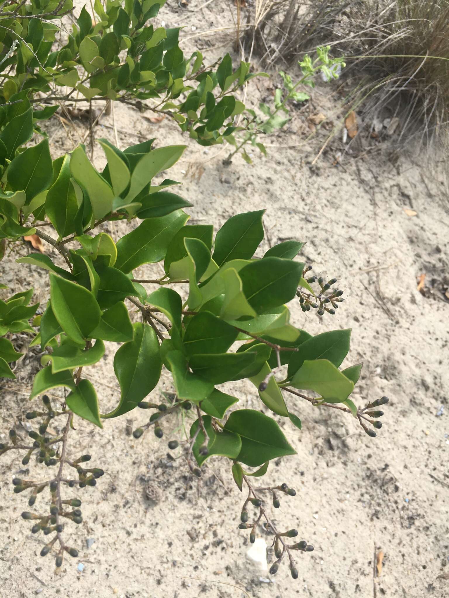 Image of Japanese privet