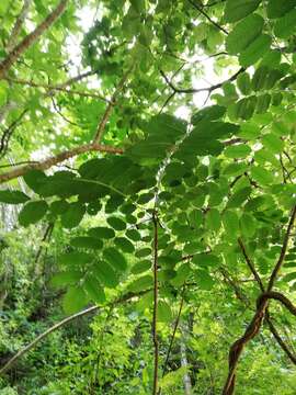 صورة Comocladia macrophylla (Hook. & Arn.) L. Riley