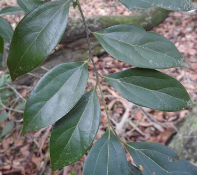 Image of Cryptocarya triplinervis R. Br.